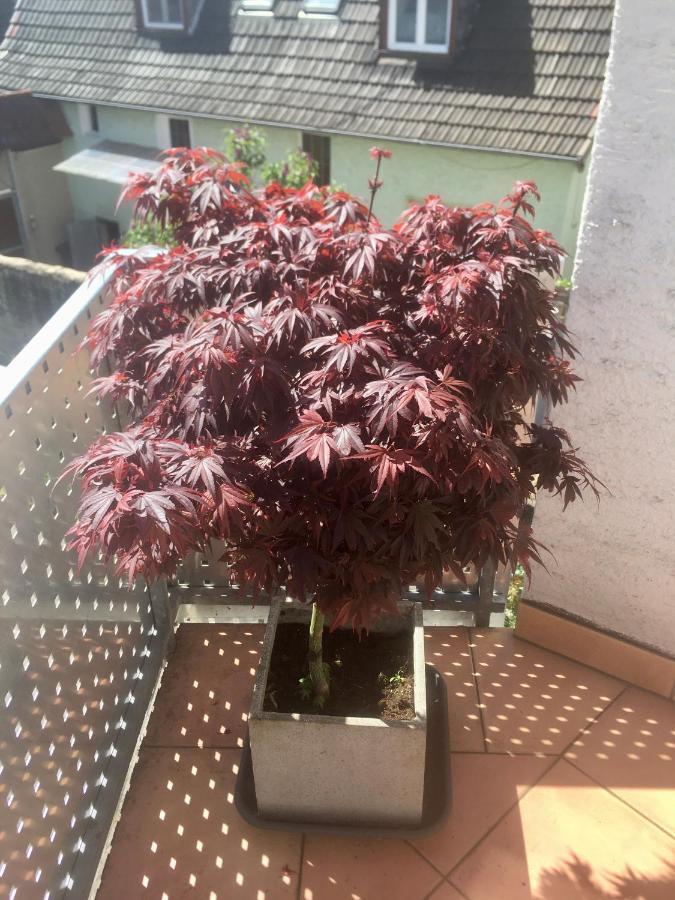 Ferienwohnung Naegler Erbach  외부 사진